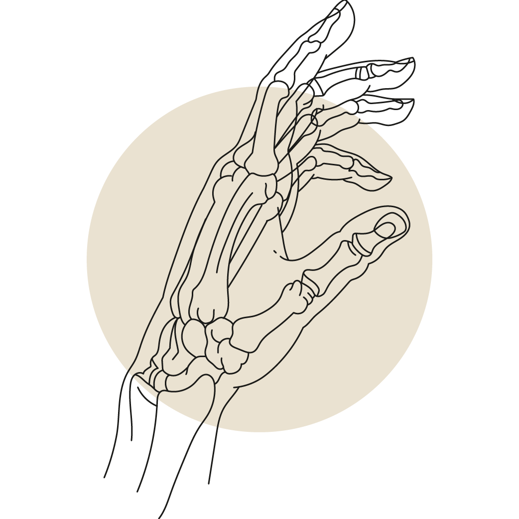 Illustrationen Ergotherapie Handtherapie Knochen