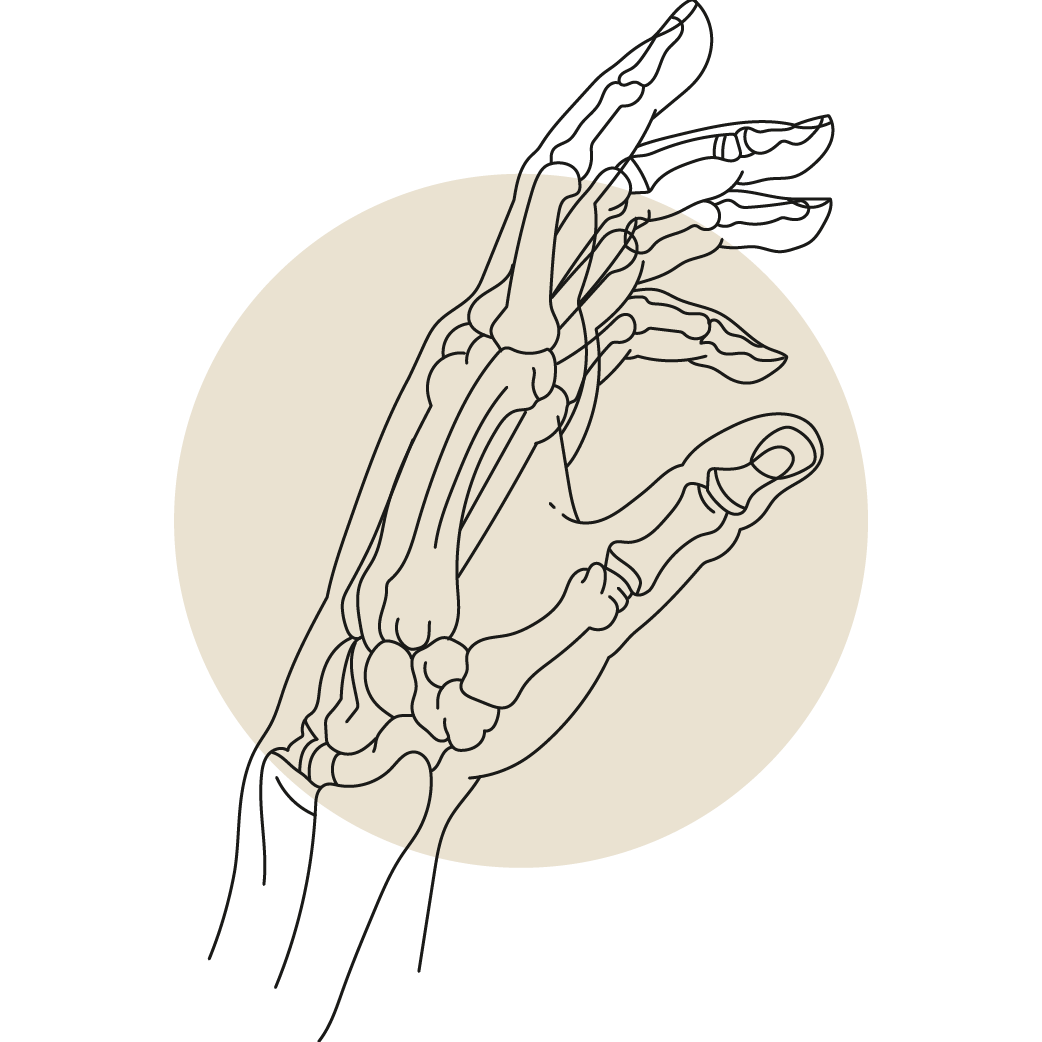 Illustrationen Ergotherapie Handtherapie Knochen Illustrationen Ergotherapie Handtherapie Knochen