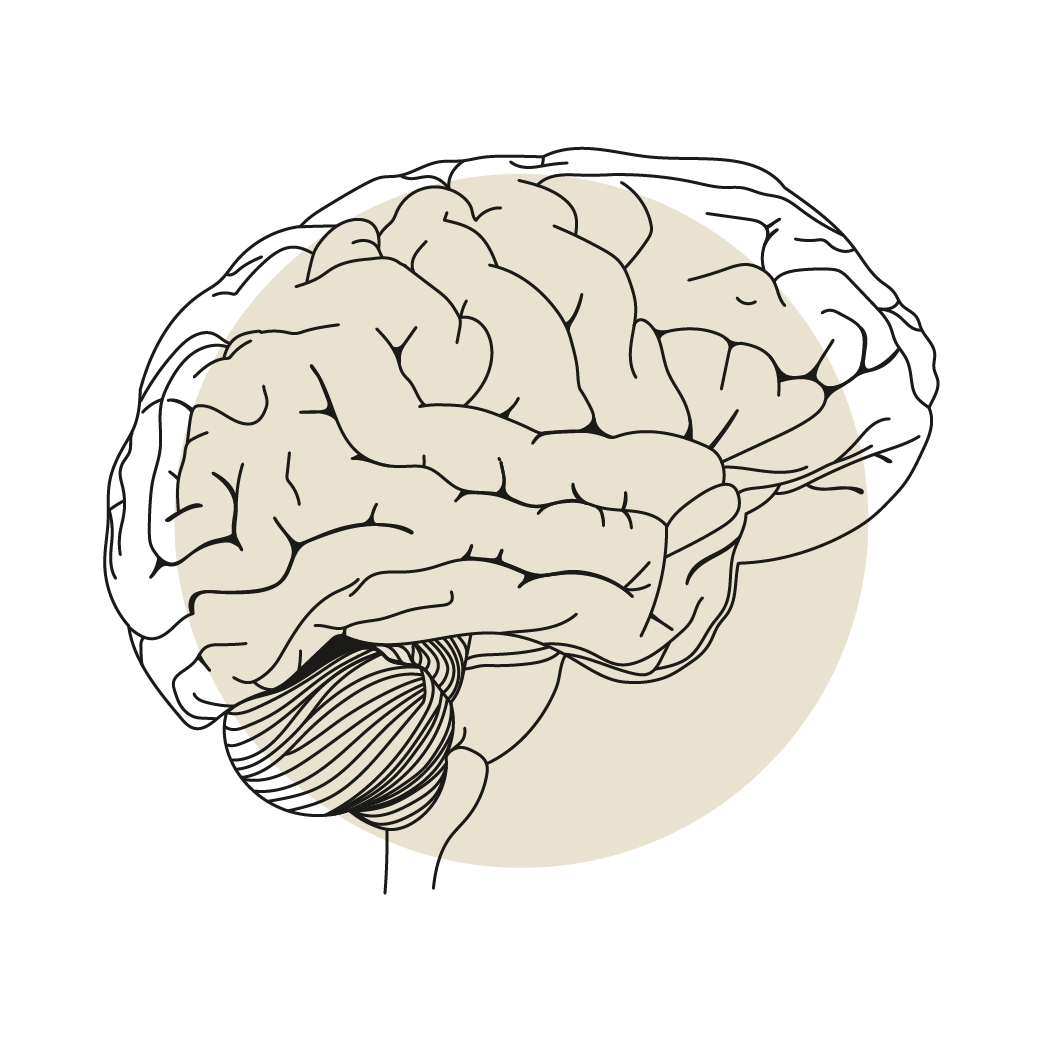 Illustrationen Ergotherapie Gehirn