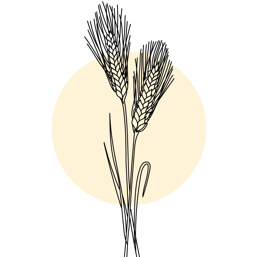 corporate identity lebanese cooking days 10 sabrina blumenthal illustratiorin gesucht foodblog hafer